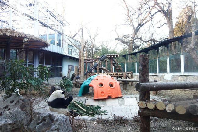 萌兰再现“雪中吃笋”名场面 初雪最佳代言人