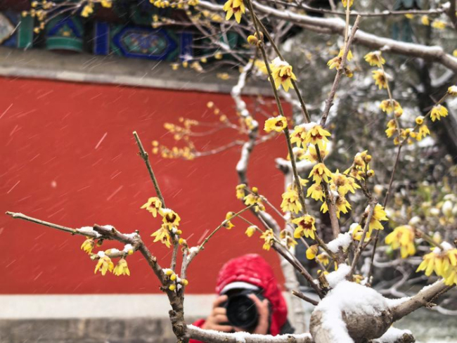 國家植物園上演“踏雪尋梅”奇景 冬日浪漫吸引游客
