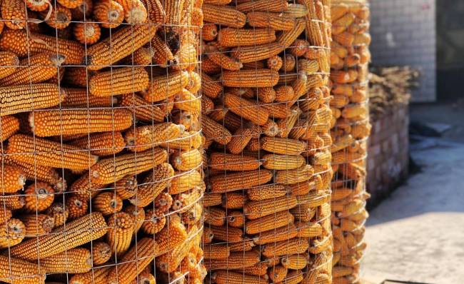 山東玉米突然猛漲 徹底暴露出2件事 低庫存與需求支撐