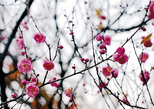 河南多地雪中梅花悄然绽放