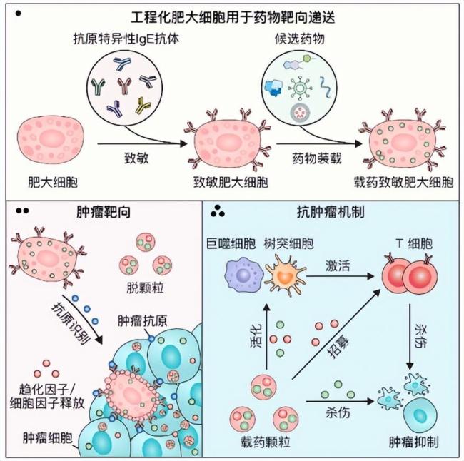 中国科学家发现抗癌新利器