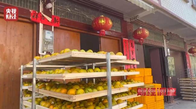 新会陈皮造假 地理标志岂能成摇钱树 严打假冒伪劣