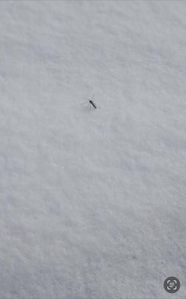 北京雪地惊现蚊子爬行