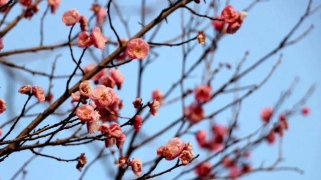 河南多地雪中梅花悄然绽放