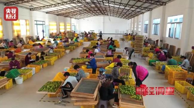 新会陈皮造假:别搞错打假重点 年份与产地乱象揭秘