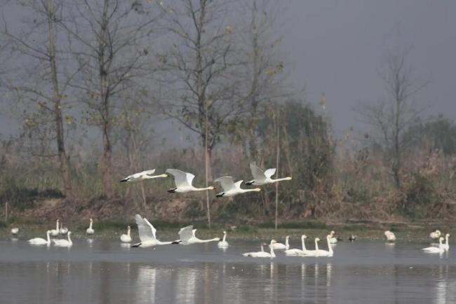 数十万只候鸟是怎么“数”出来的 科学统计护航候鸟安全