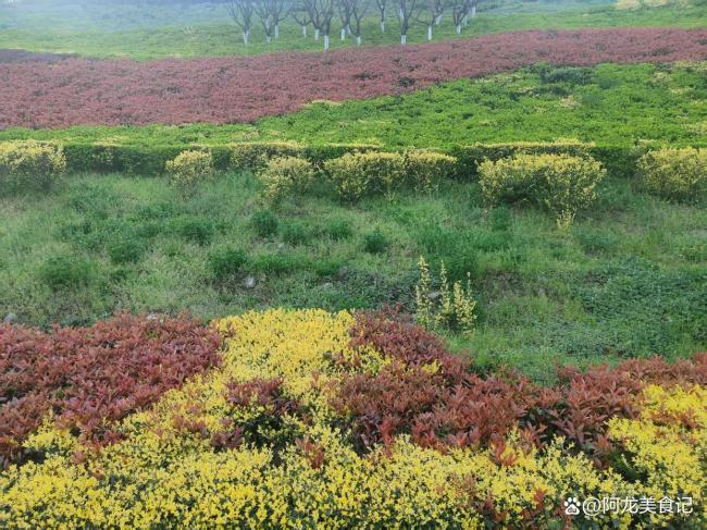 老话“冬至甲子头，寡妇不用愁” 春打六九头的温暖预兆