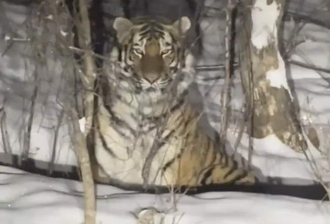 市民开车遇上东北虎 老虎瞪眼与车灯对视 珲春野外再遇猛兽