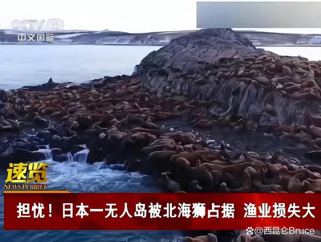 日本一无人岛密密麻麻都是北海狮 渔民损失惨重