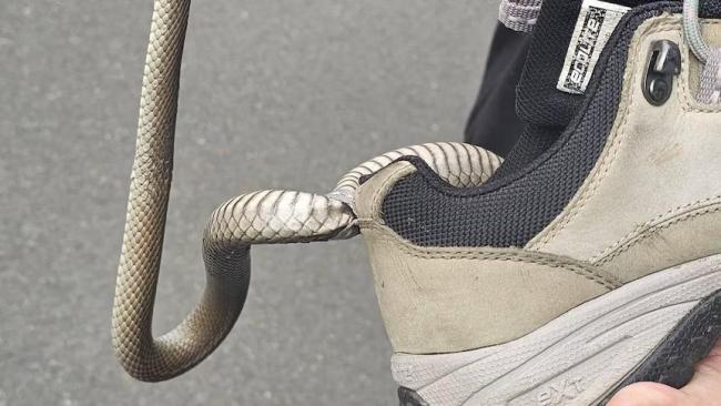 澳洲女子丛林寻宝 毒蛇钻入球鞋卡住 冷静应对获救
