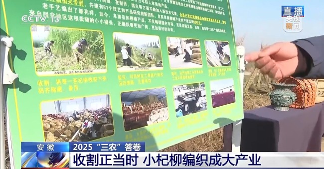 杞柳收割正當(dāng)時 看阜南老手藝如何編織廣闊未來