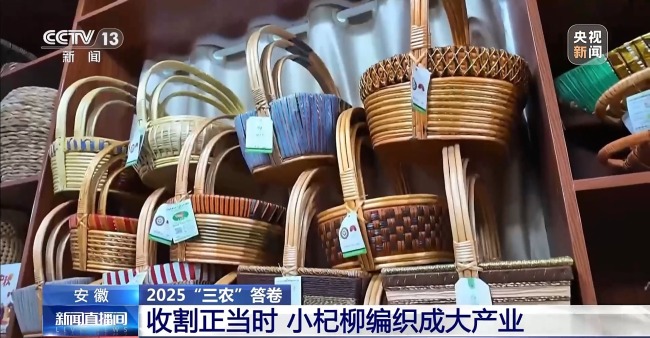 杞柳收割正當時 看阜南老手藝如何編織廣闊未來