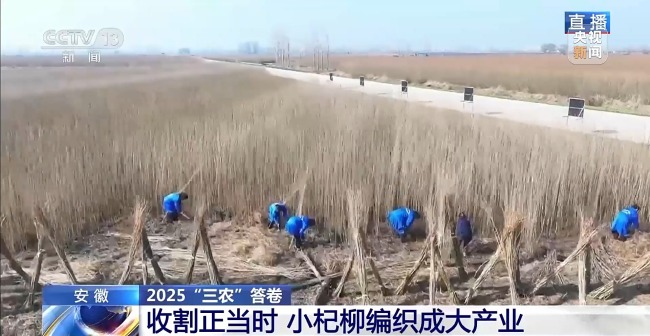 杞柳收割正當時 看阜南老手藝如何編織廣闊未來