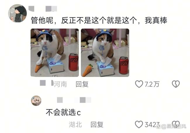 “真棒”小猫为啥让人上头 察言观色绝技
