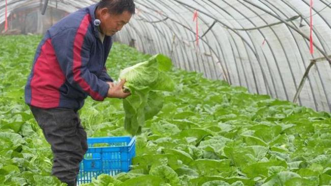 儿子离世留上万斤蔬菜 父亲获帮助 爱心助农接力中