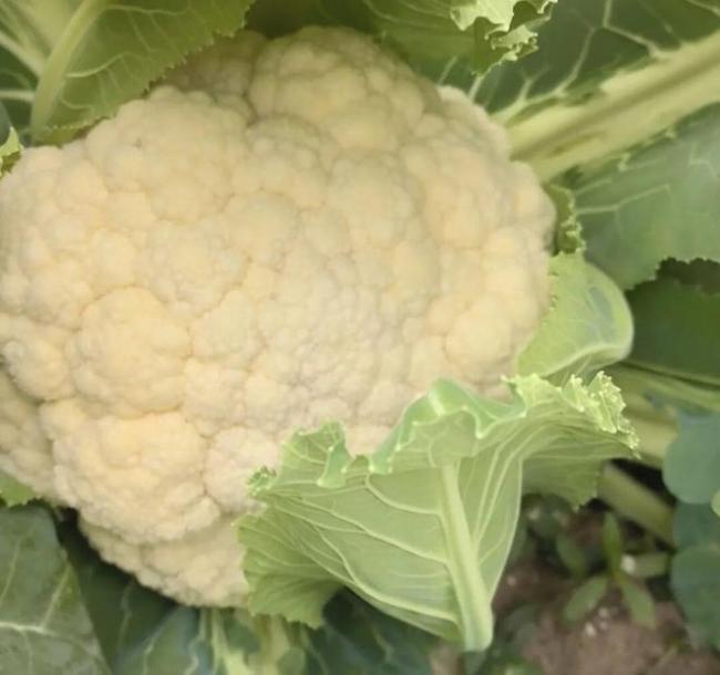 儿子离世留上万斤蔬菜 父亲获帮助 爱心助农接力中