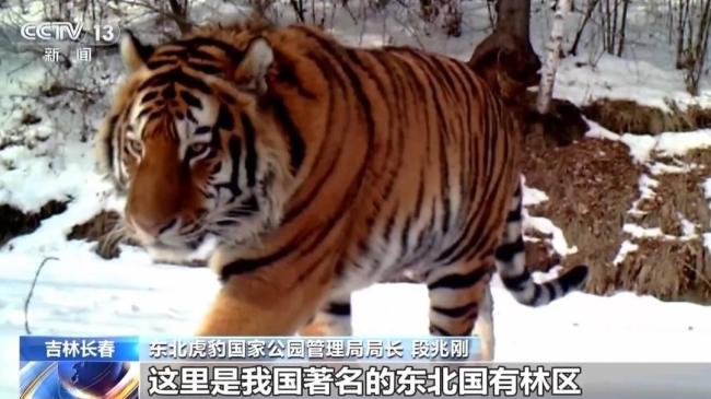 预警相机📷️如何多次拍到东北虎家庭 罕见多产影像揭秘