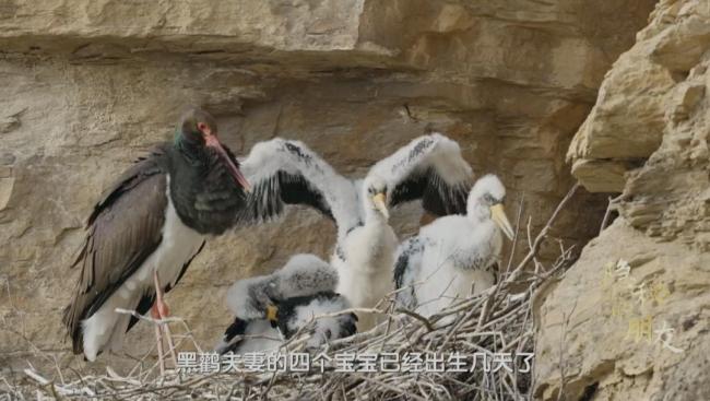 黑鹳在北京的爱情故事令人动容 忠贞生灵的城市共生