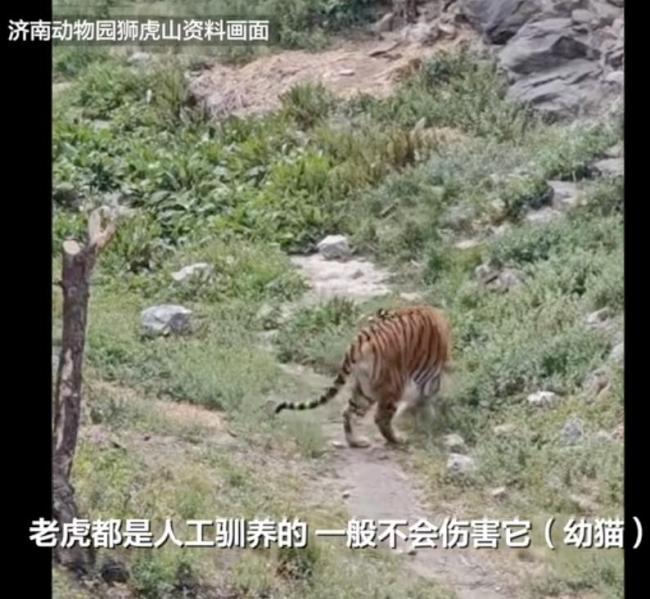 流浪幼猫意外掉入狮虎山被救 动物园回应安全状况