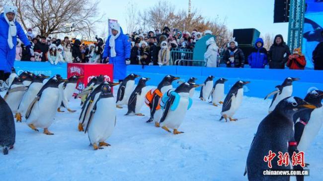 哈尔滨百只企鹅冰雪巡游迎新年