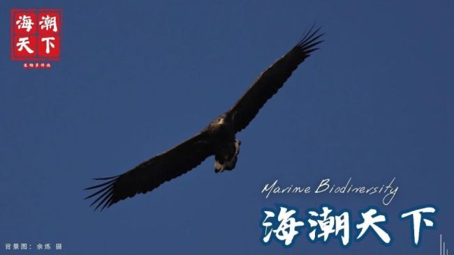 巴西基里里山脉发现超微型新物种——卢拉短头蟾 全球最小脊椎动物之一