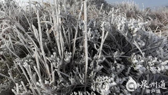 福建2026年首场雾凇来了 银装素裹梦幻景