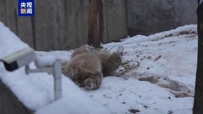 元旦假期大熊猫“七仔”雪中撒欢 新年首场雪中嬉戏