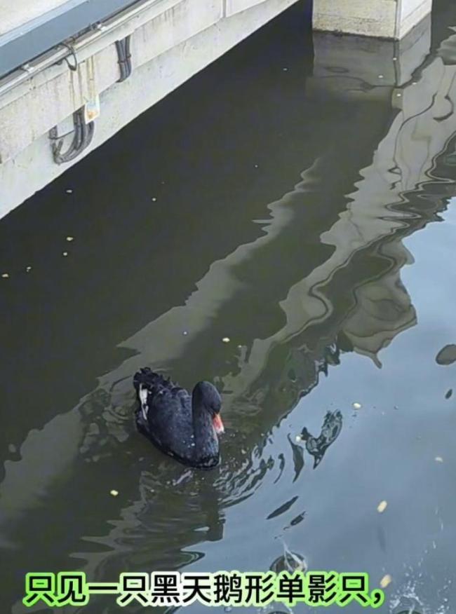 大连儿童公园一黑天鹅被盗疑遭宰杀 伴侣悲痛绝食