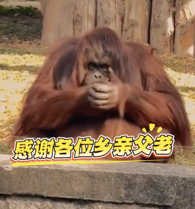 猩猩被投喂抱拳致谢 再进化该上班了