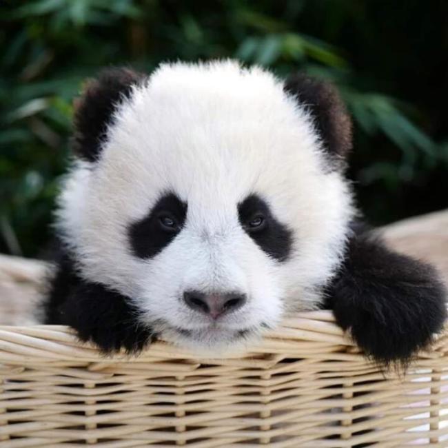 大熊猫七七即将返回四川 开启新生活旅程