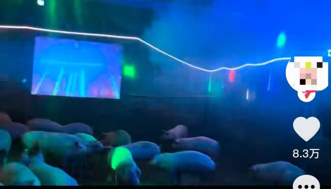 广西玉林95后养猪人放歌给猪听 音乐养猪走红网络