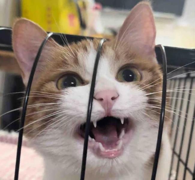 原来衣服的帽子是给小猫住的