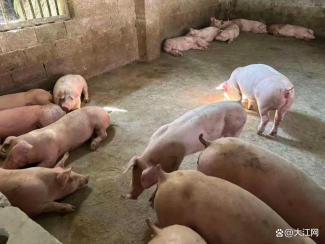 95后养猪人放DJ音乐给猪听 新潮养猪方式走红网络