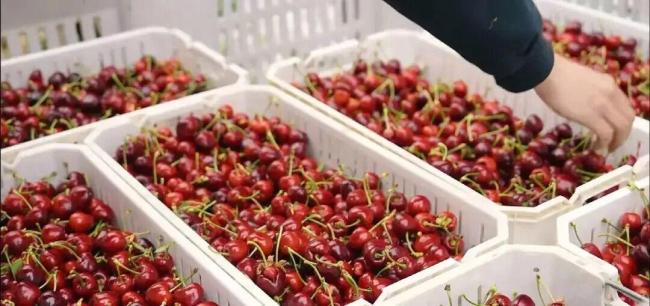 “刚买完又降40块”，跌落凡间的车厘子更没人要了？ 价格跳水引发热议