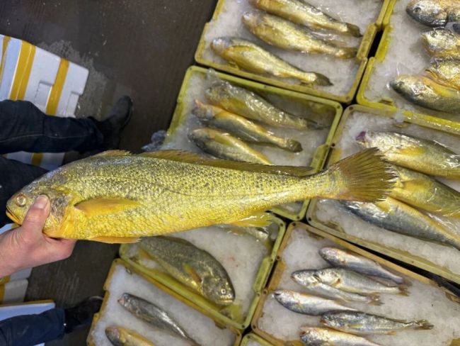 野生大黄鱼降价了！每公斤便宜约200元 供应充足选择多