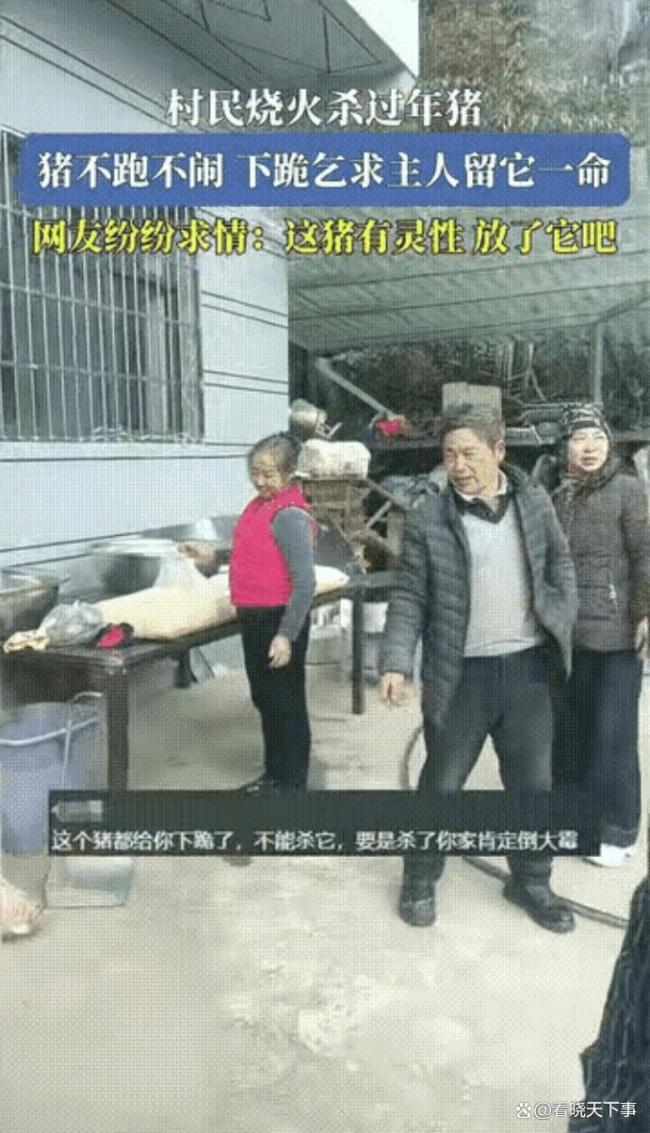 博主回应求助“按年猪”来了几百人 赛博时代的“赶集”