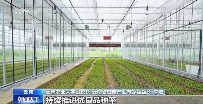 走出大山 云南咖啡何以從“紅果”走向“紅火”？