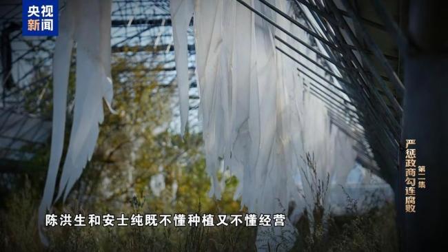 大搞亦官亦商，陈洪生花国家的钱种万亩“贪腐林场”