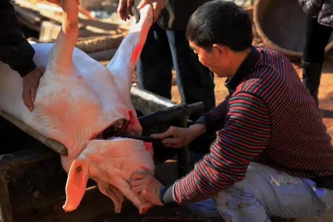 女子撒英雄帖网友赴约杀年猪 唤醒沉睡的年味