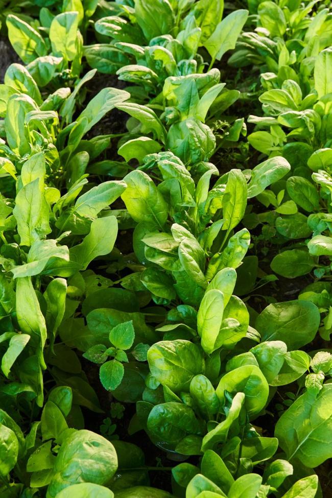 河南趴地菠菜爆火后每单降价2元 线上流量狂欢与线下市场冷遇