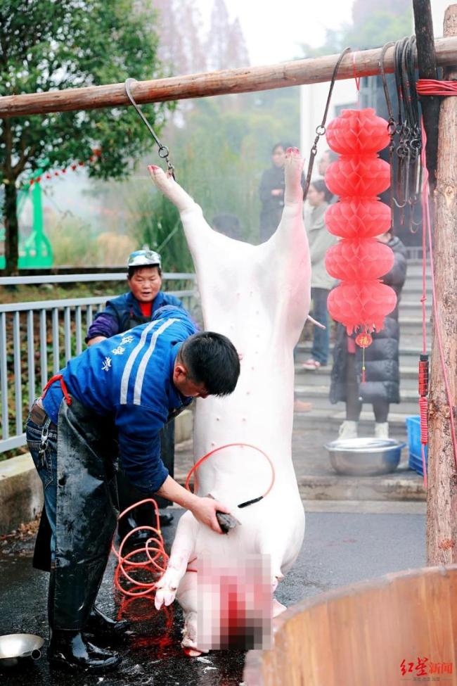 成都周边杀猪宴预订火热 刨猪汤火爆出圈