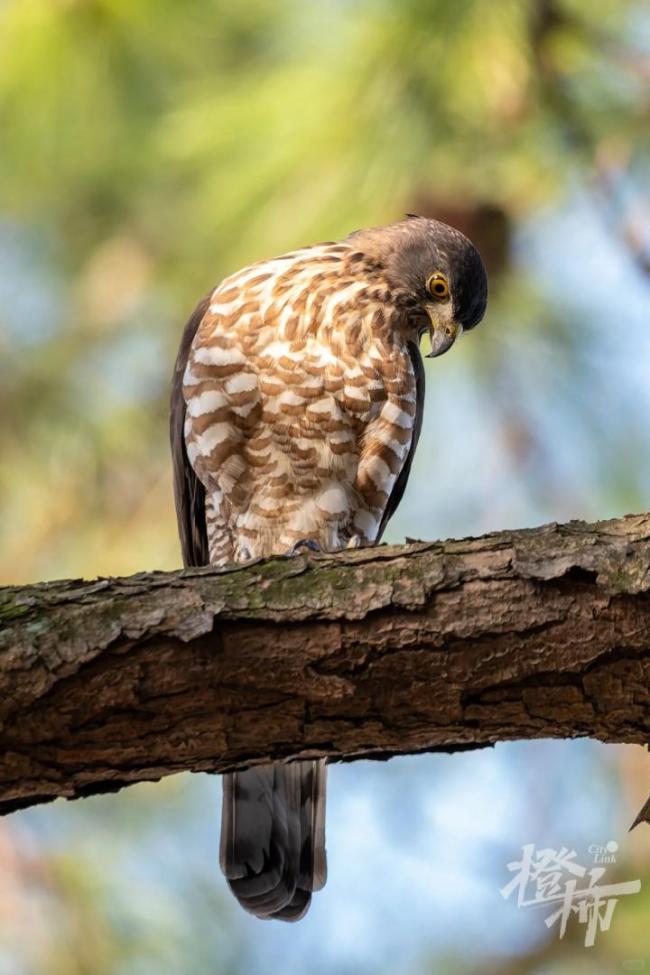 猛禽捕食鸳鸯不干扰不打扰 自然法则下的生存竞争