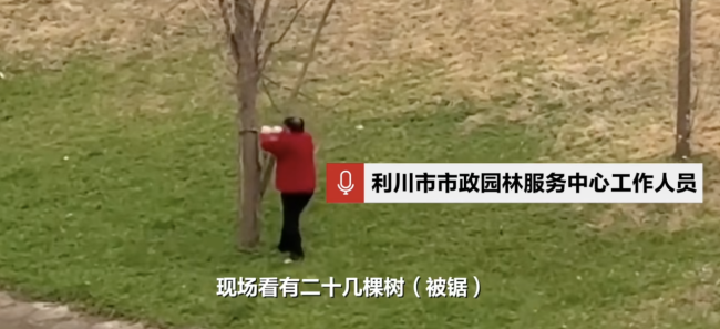 行道树被市民锯断搬走 街道办报警