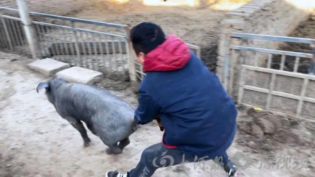 河南多地网友接力请客杀猪饭 年味邀约持续刷屏