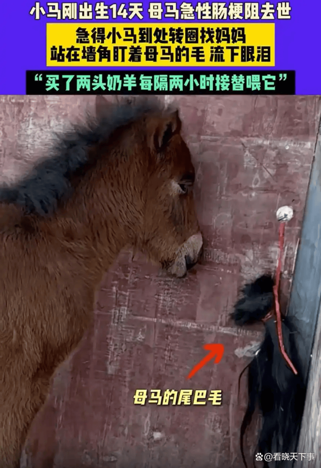 小马闻到去世母马尾毛流泪 生命情感的共鸣