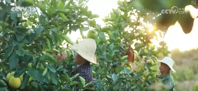 “数字+农业”助推特色农产品“出圈”