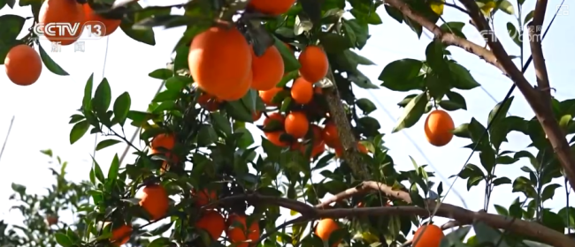 “数字+农业”助推特色农产品“出圈”