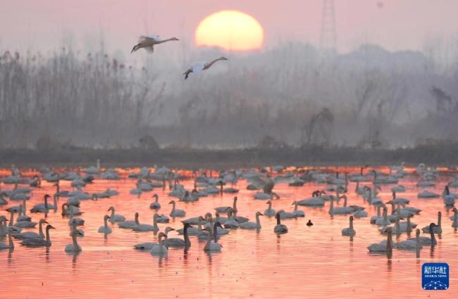 大批候鸟南迁到岳阳越冬 勾勒灵动生态画卷