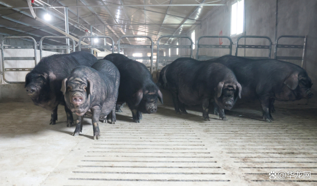 “刨猪汤”能否复制杀猪菜的经济奇迹 民俗IP焕发新活力