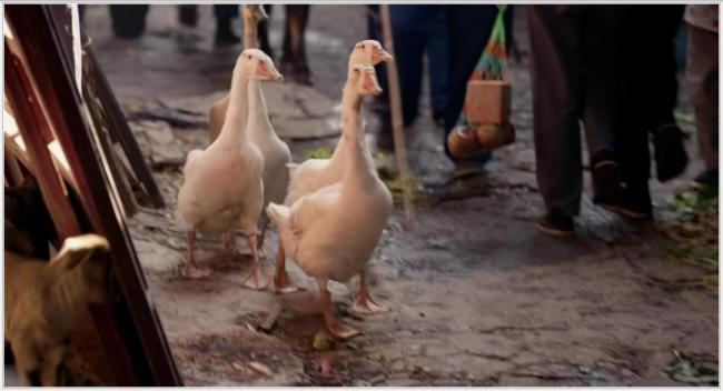 赵丽颖黄晓明这段是现挂 从互怼到认知CP太上面